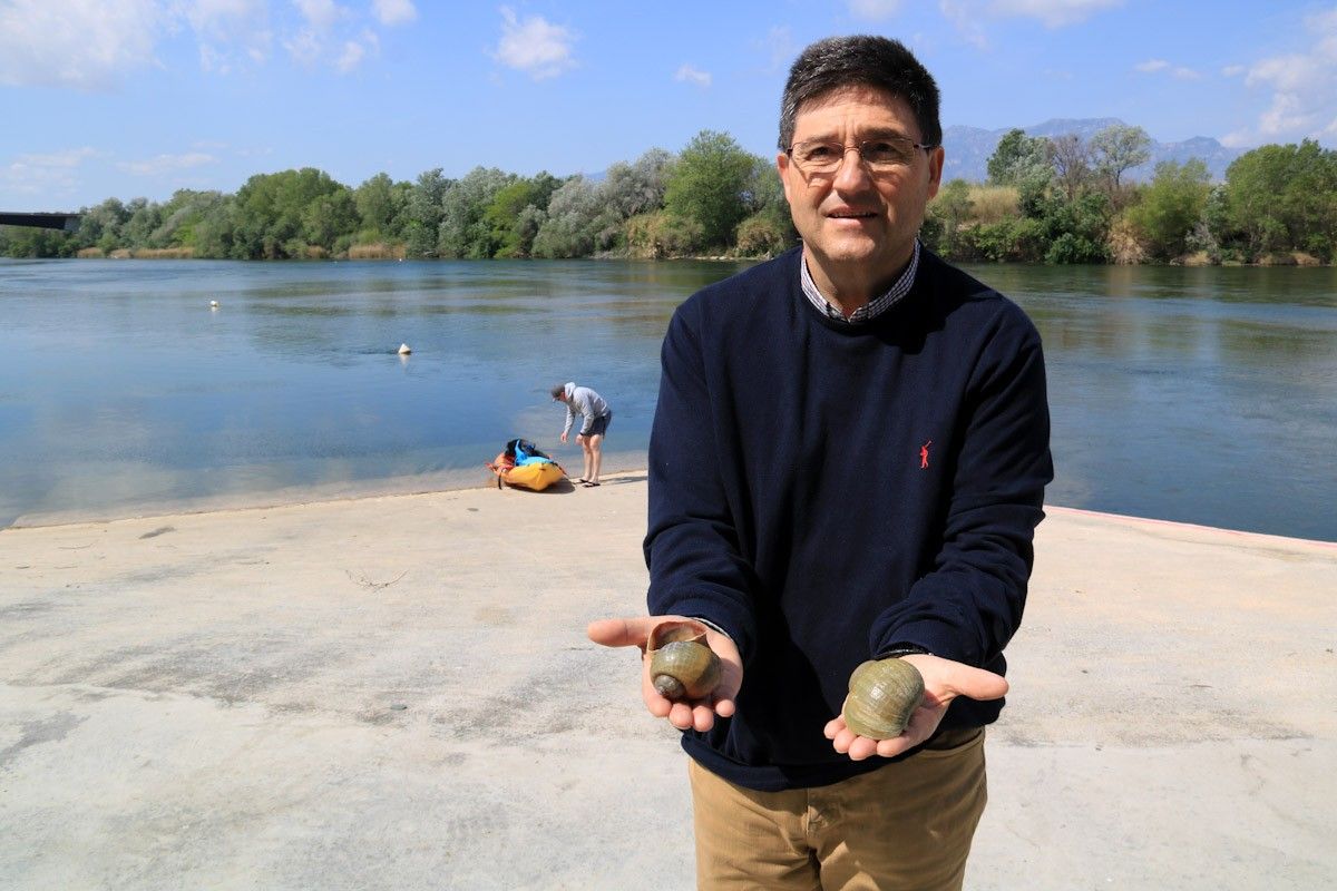 El responsable d'Estudis Mediambientals de la CHE, Alfonso Calvo, amb dos exemplars morts de caragol maçana adults a les mans, al port fluvial del riu Ebre a Tortosa  