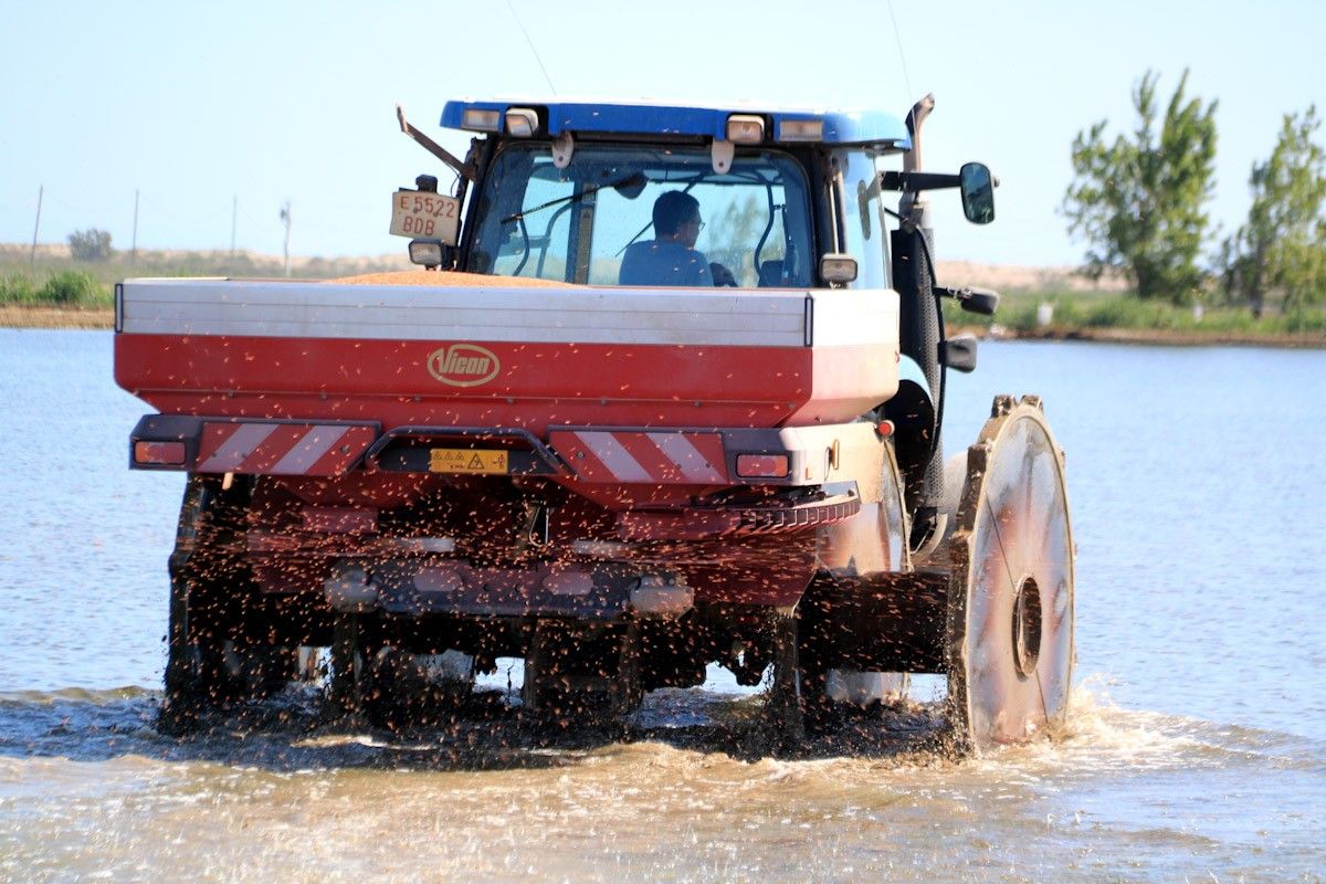 Un tractor dispersa llavors d'arròs en un camp inundat del delta de l'Ebre  