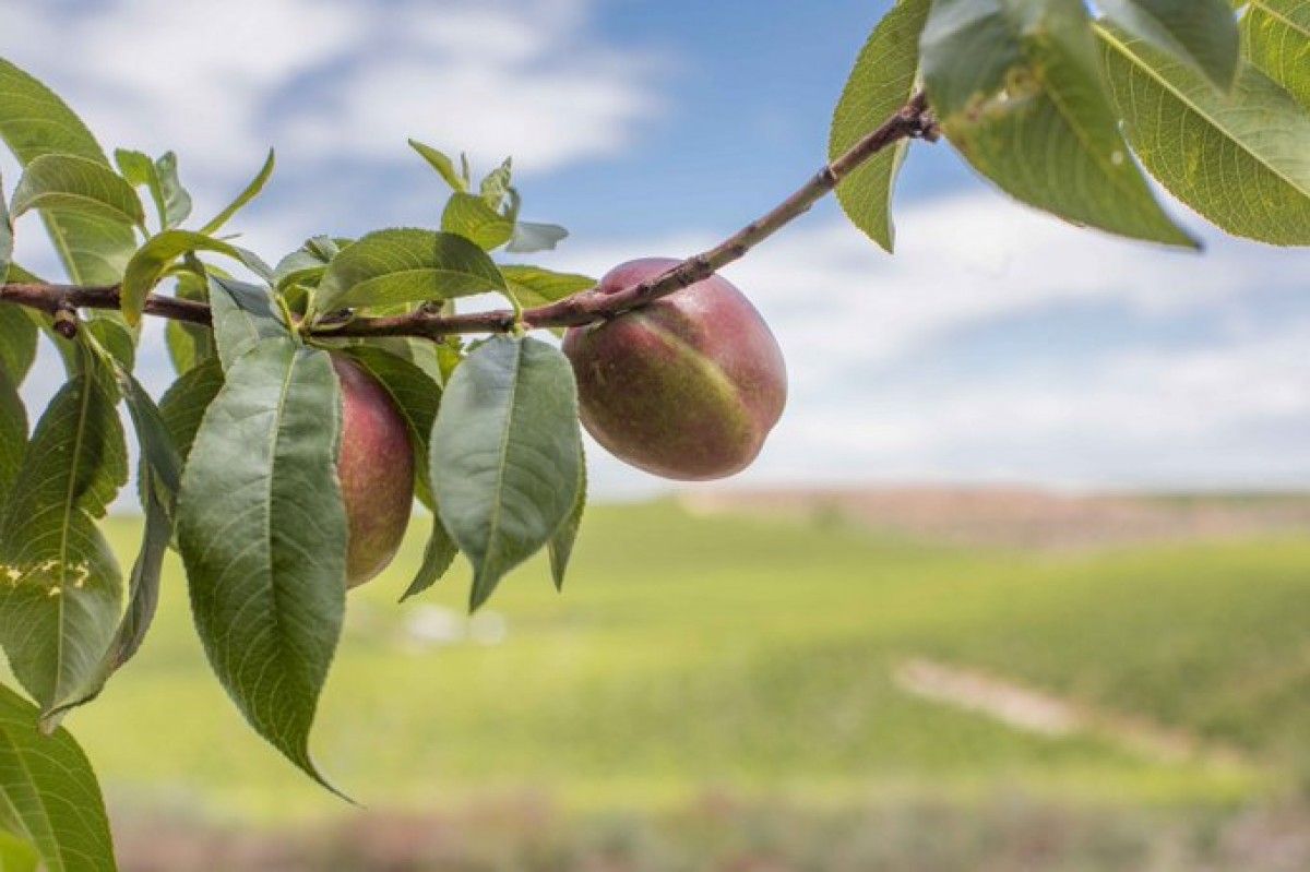 La Ribera d'Ebre tindrà un 10% menys de producció respecte al 2020