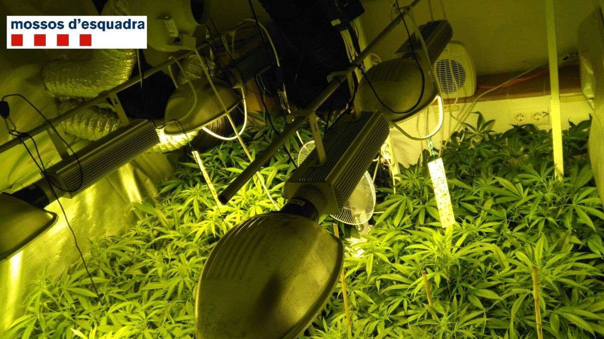 En una de les habitacions es va localitzar 272 plantes de marihuana en diferents processos de creixement