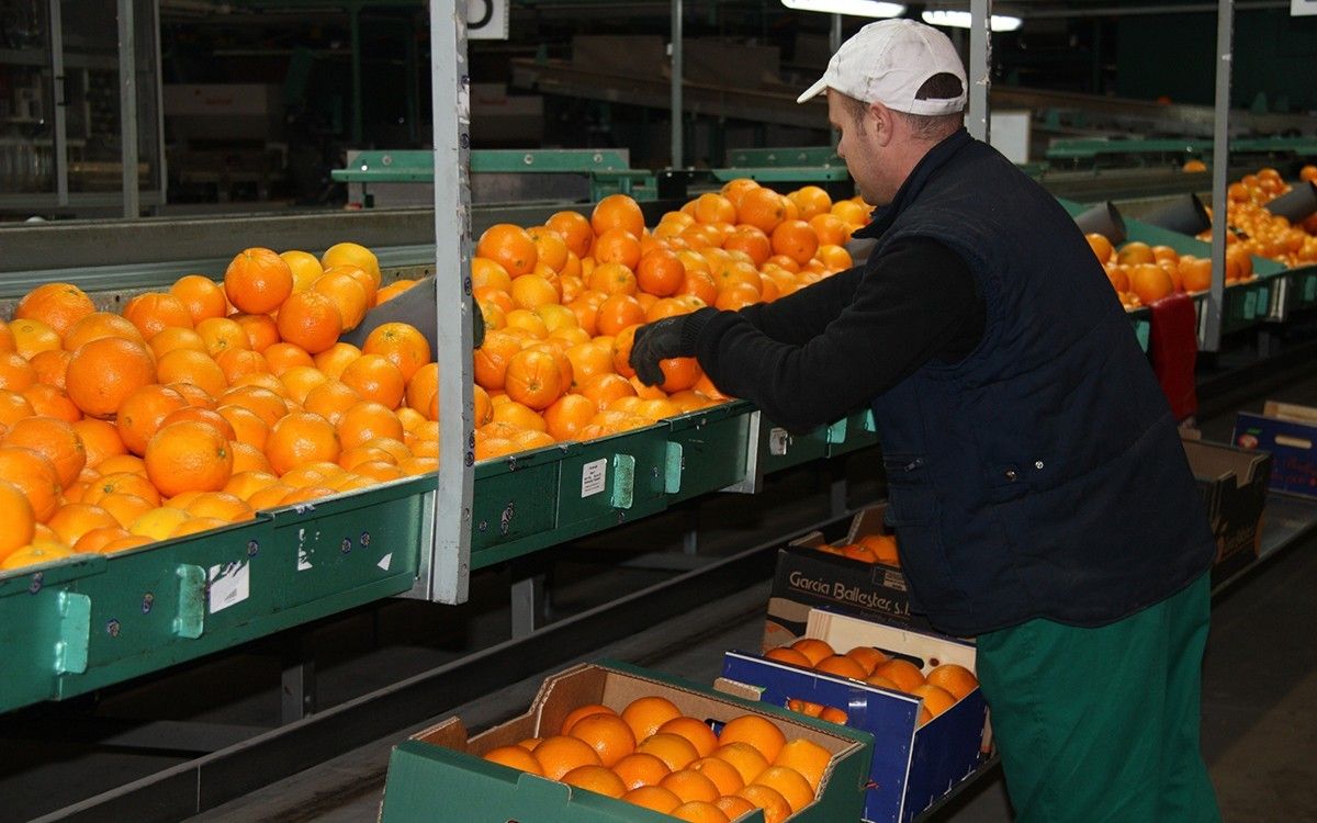 La baixada de la producció superarà el 50%, sobretot a les zones interiors del Baix Ebre i Montsià