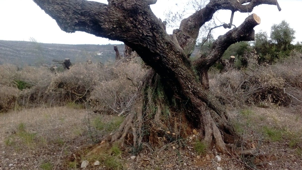 Imatge de la finca on l'empresa Cultius Ponç va arrencar les oliveres, algunes d'elles mil·lenàries