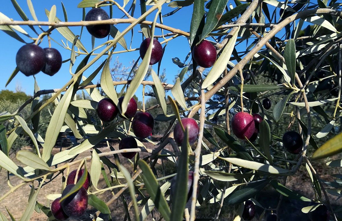 Els denunciats haurien furtat olives de finques agrícoles del Baix Ebre i el Montsià, segons els Mossos.