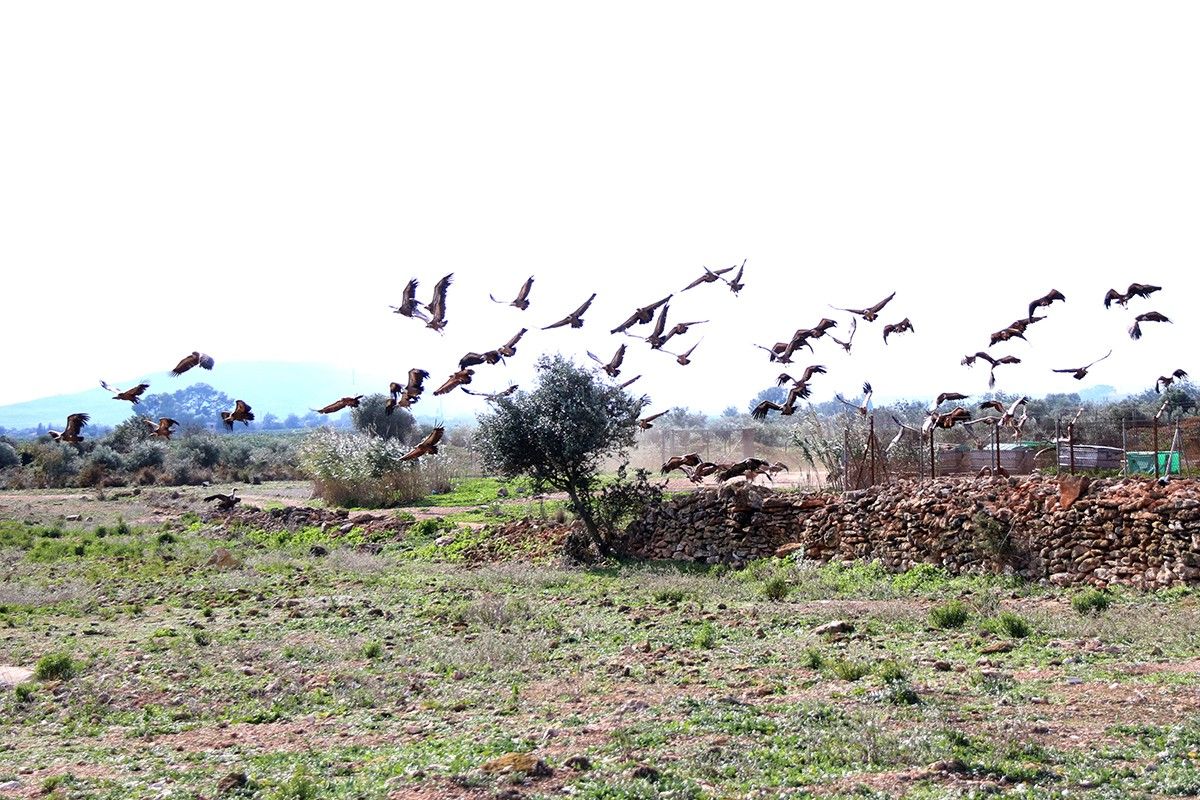 Un grup de voltors volant prop d'una granja de porcs a Vinallop