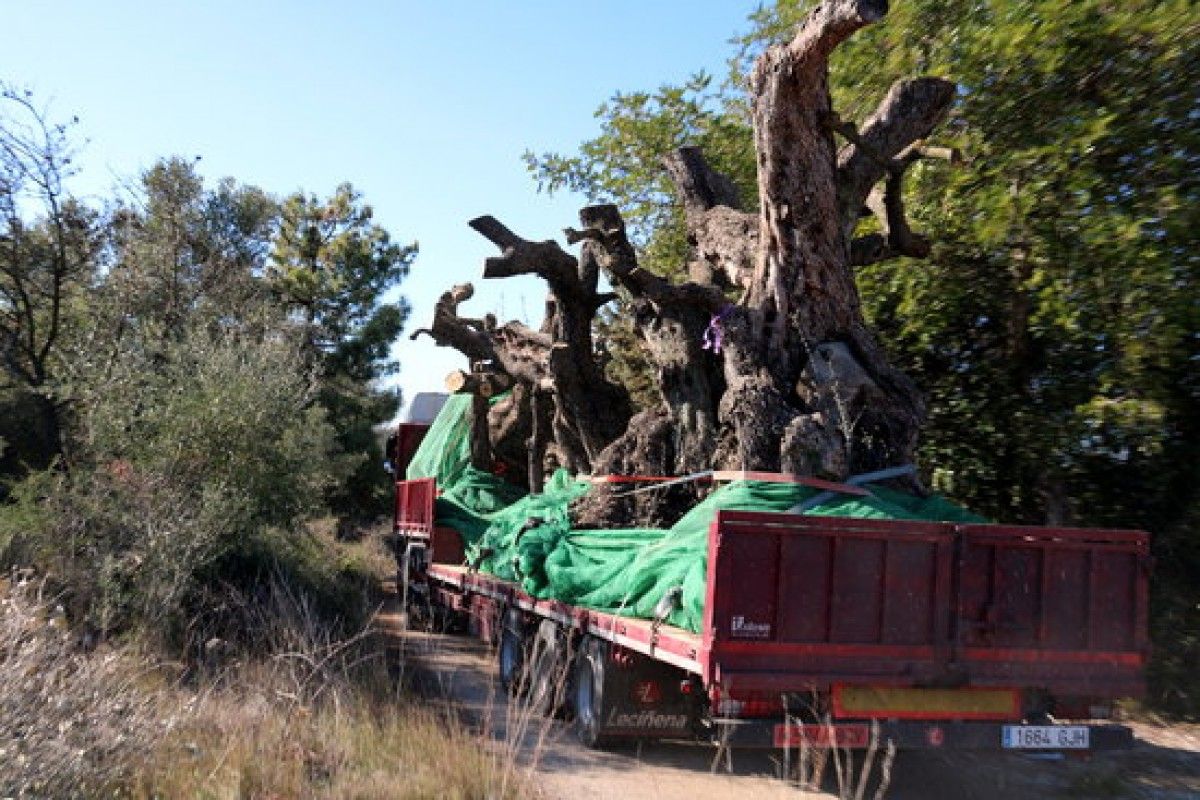 Part posterior d'un camió carregat d'oliveres monumentals sortint de la partida del Mas del Rector dUlldecona, on té la finca d'oliveres, en propietat, Cultius Ponç