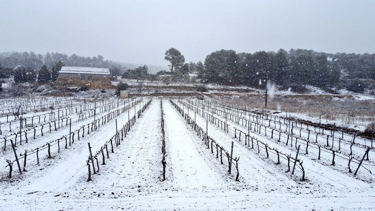 L'últim episodi de nevades va enfarinar les vinyes a la Terra Alta