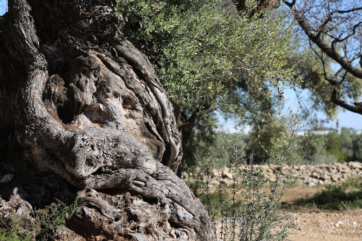 El Gepec inicia una nova campanya per salvar les oliveres monumentals