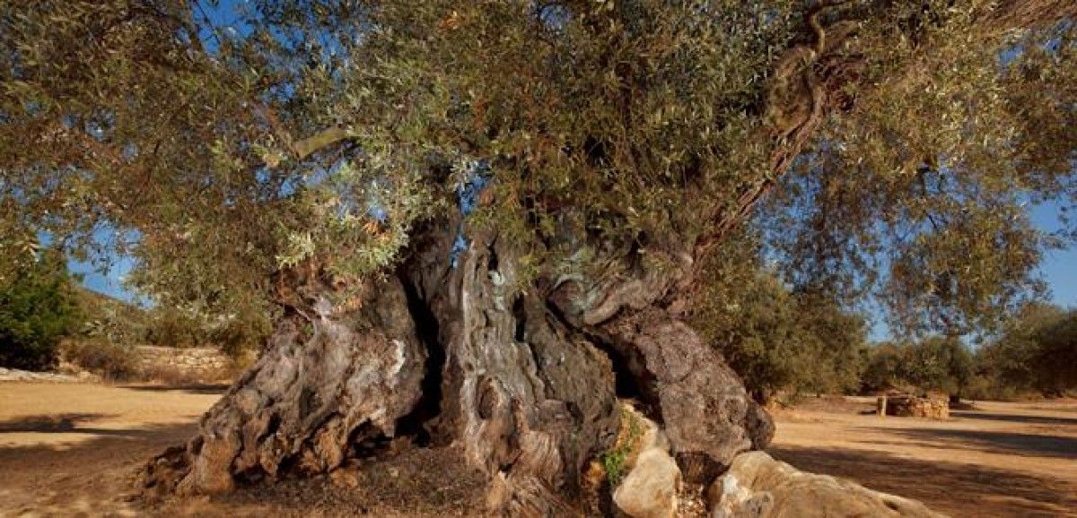 La Taula del Sénia conmemora el Dia Mundial de l'Olivera en el territori amb més oliveres mil.lenàries del Món