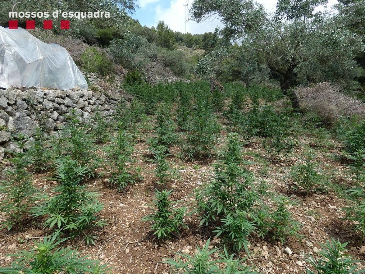 Les plantes de marihuana localitzades en un bancal a Bítem.