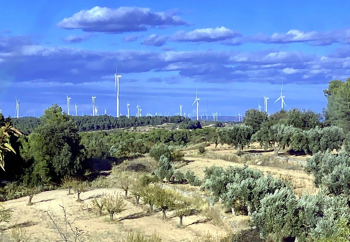 La plana alta de la Terra Alta coberta d'aerogeneradors darrere de camps d'oliveres i ametllers.