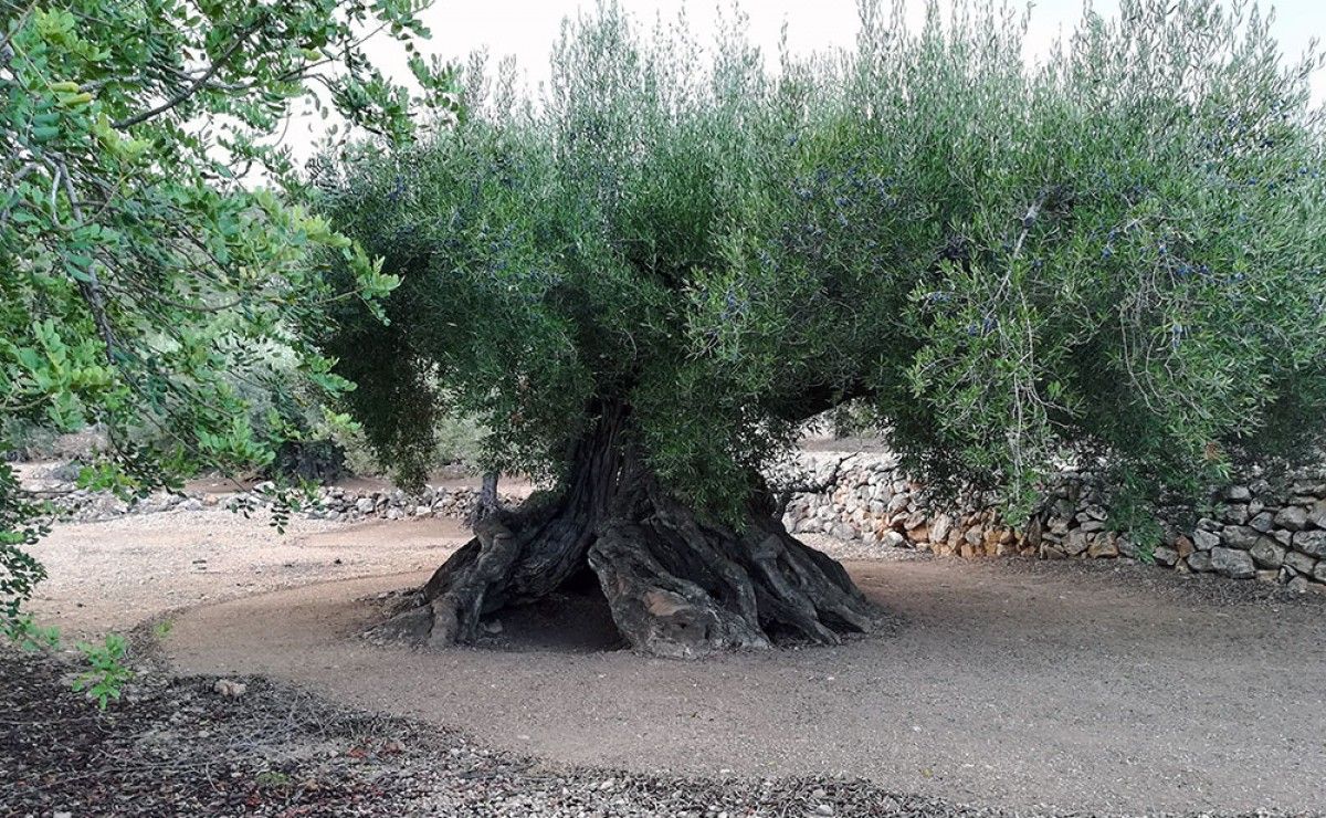 Una de les oliveres catalogades com a Bé d'interès Local.