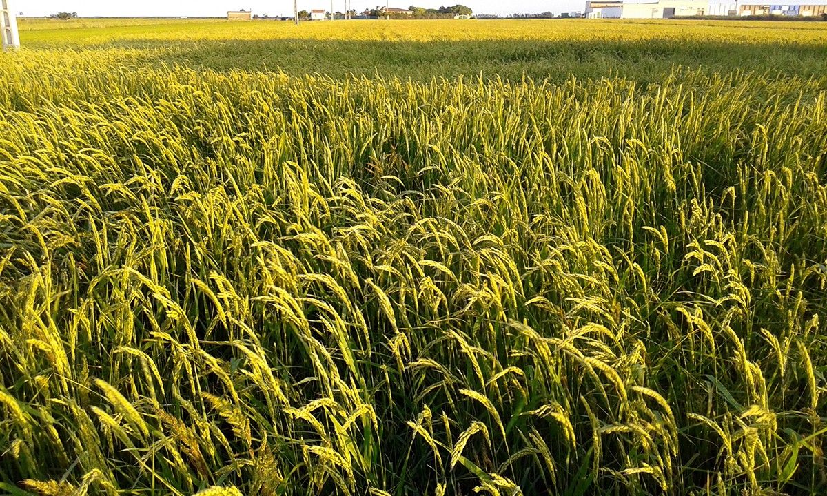 Els socis de la cooperativa conreen 5.500 hectàrees d'arròs al delta de l'Ebre