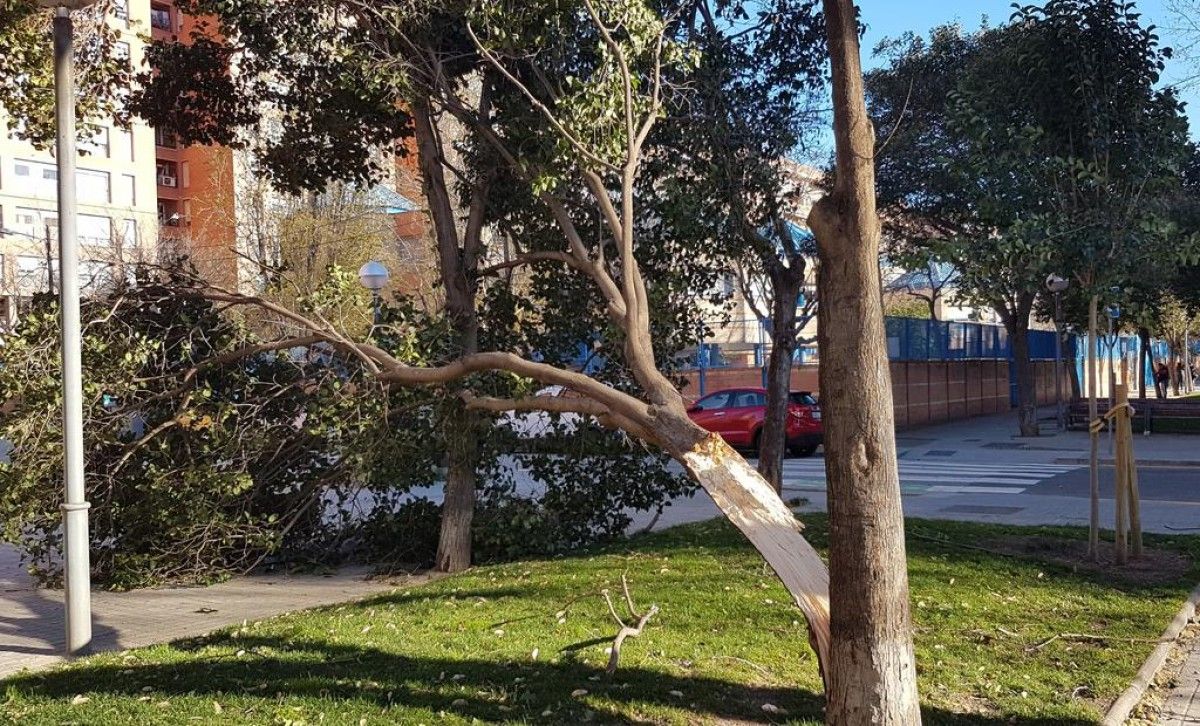 Un arbre partit a causa del vent