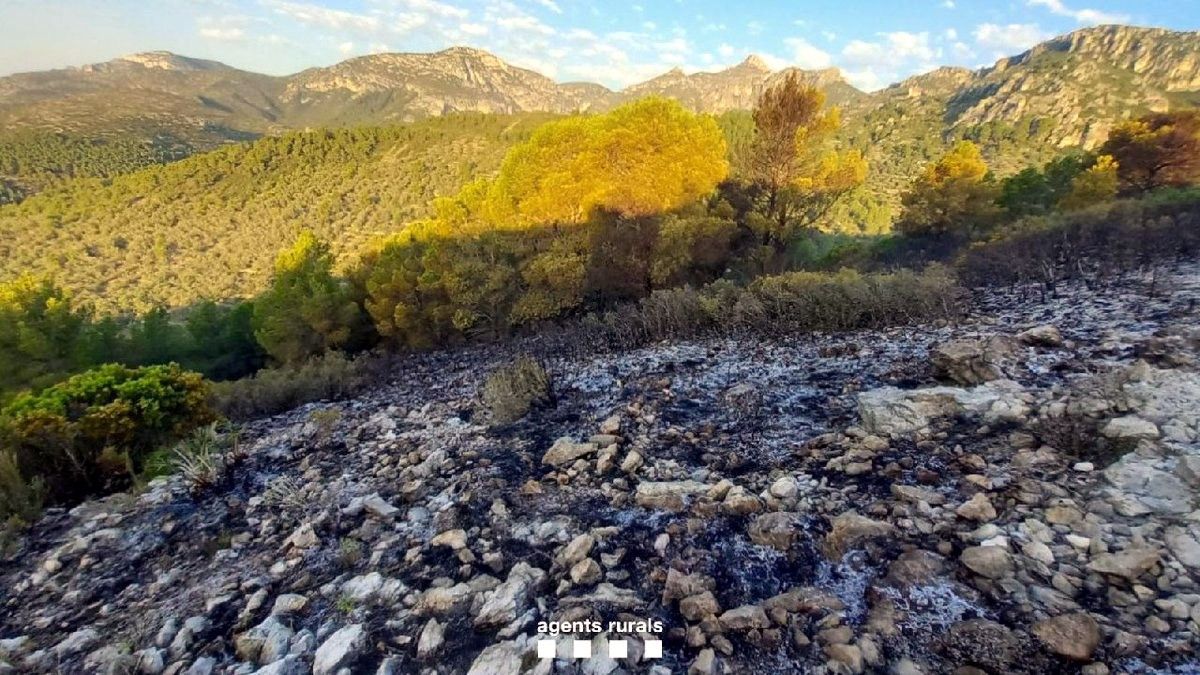 Superfície cremada a l'incendi forestal de Mas de Barberans, dins el Parc Natural dels Ports  