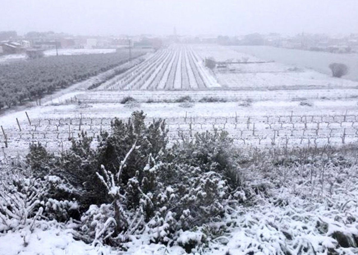 La nevada des d'uns camps de vinya de Gandesa
