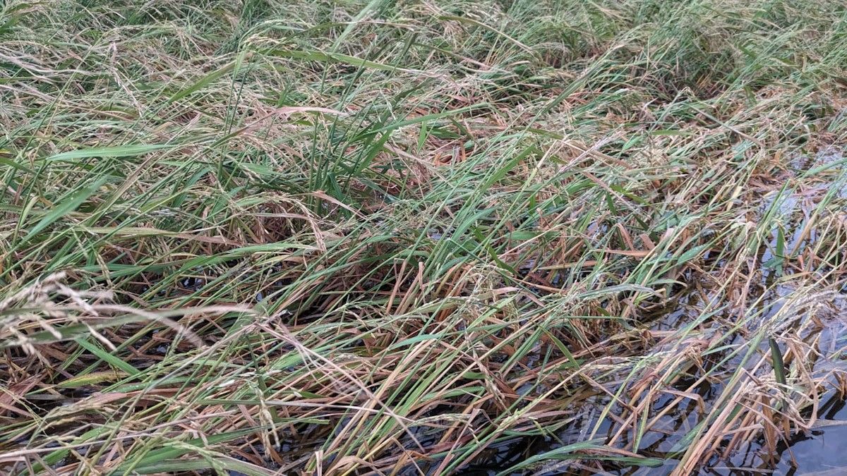Imatge de l'arròs afectat per les pedregades  