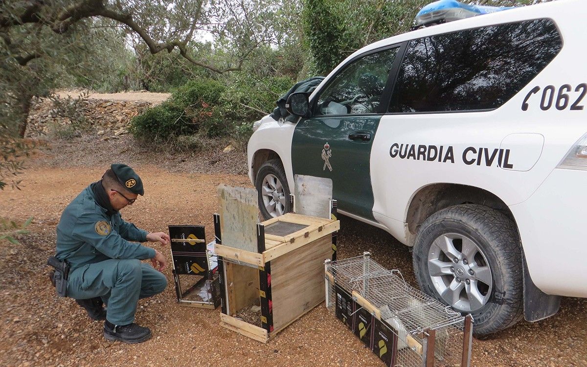 Agents de la Guàrdia Civil inspeccionen les gàbies.