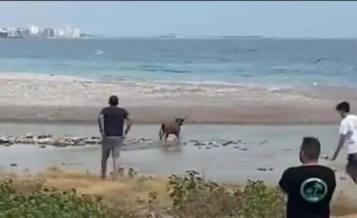 Un dels moments en que la vaqueta a baixat a la platja de la Mar Xica de Benicarló 