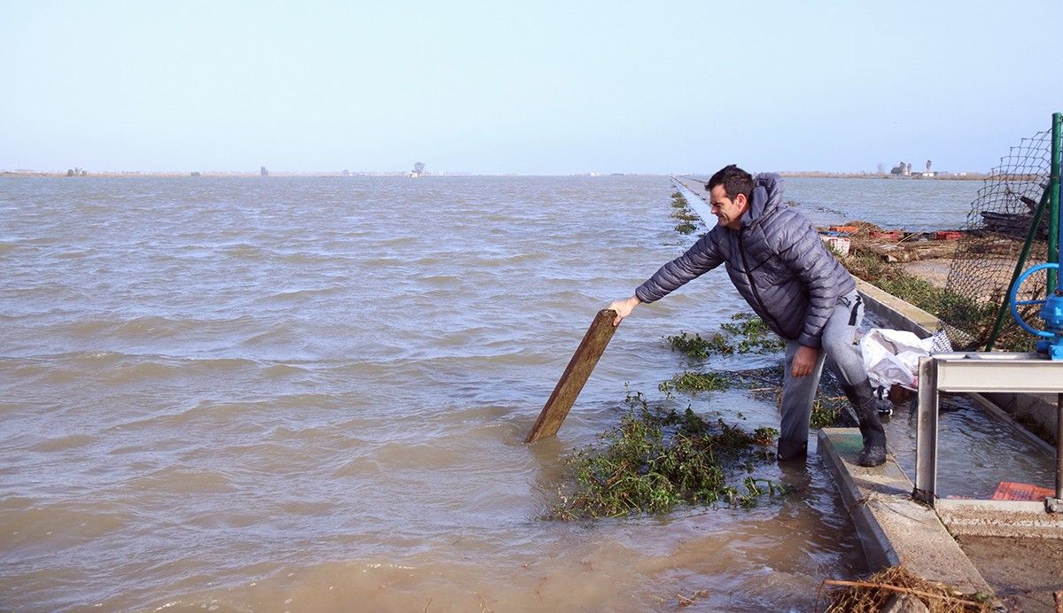 Arrossaires comproven l'aigua del mar que ha entrat als arrossars de la bassa de l'Arena del delta de l'Ebre el 22 de gener