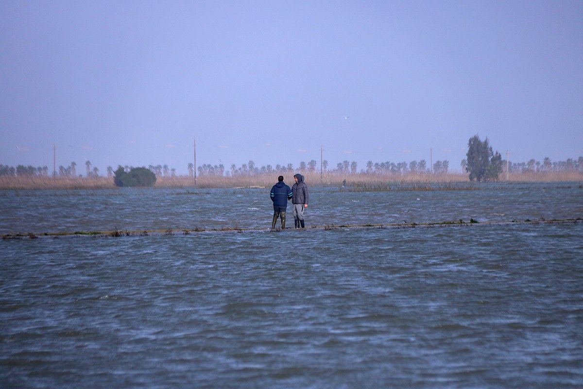 Arrossaires comproven l'aigua del mar que ha entrat als arrossars de la bassa de l'Arena del delta de l'Ebre