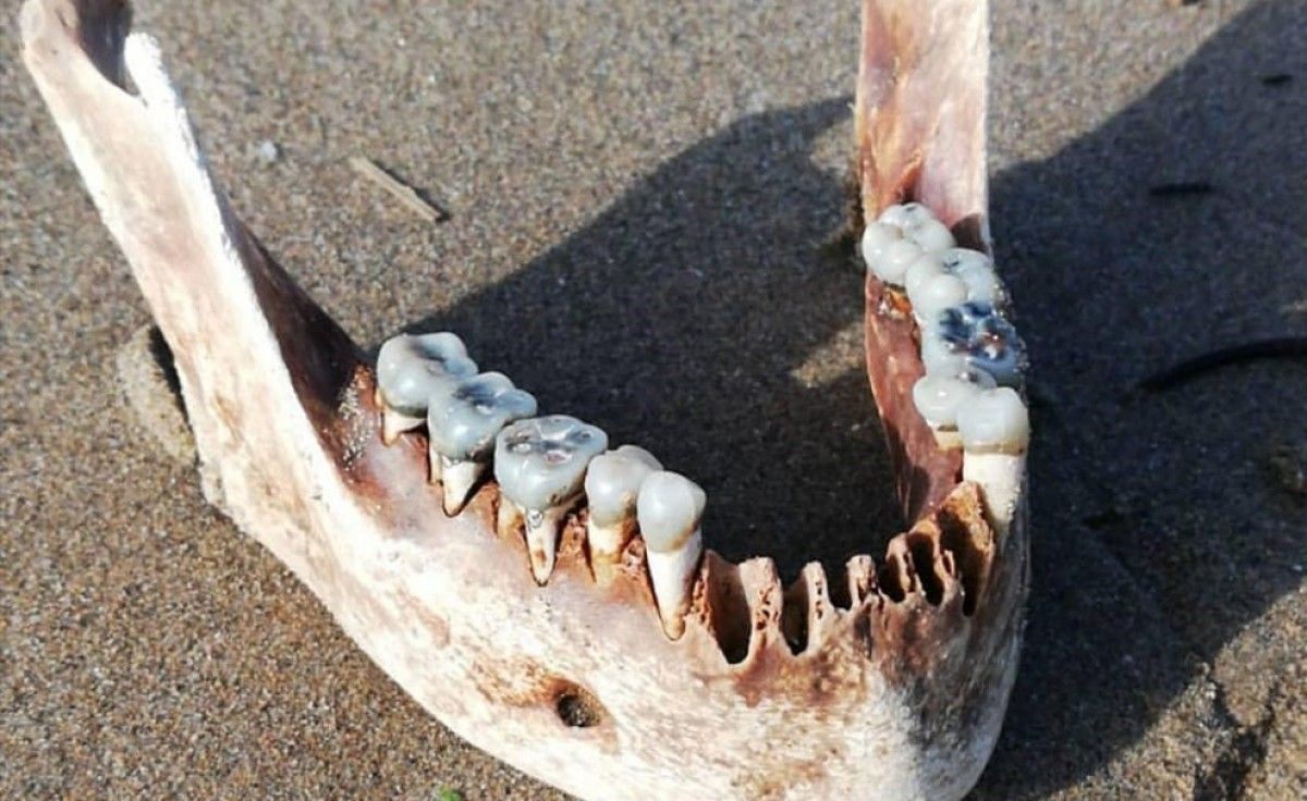 La mandíbula localitzada este divendres a la platja per un veí de la Ràpita.