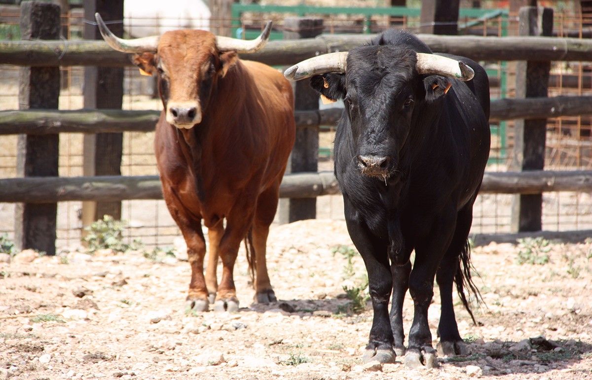 Dos bous braus de la ramaderia Lo Xarnego a la finca Les Olles