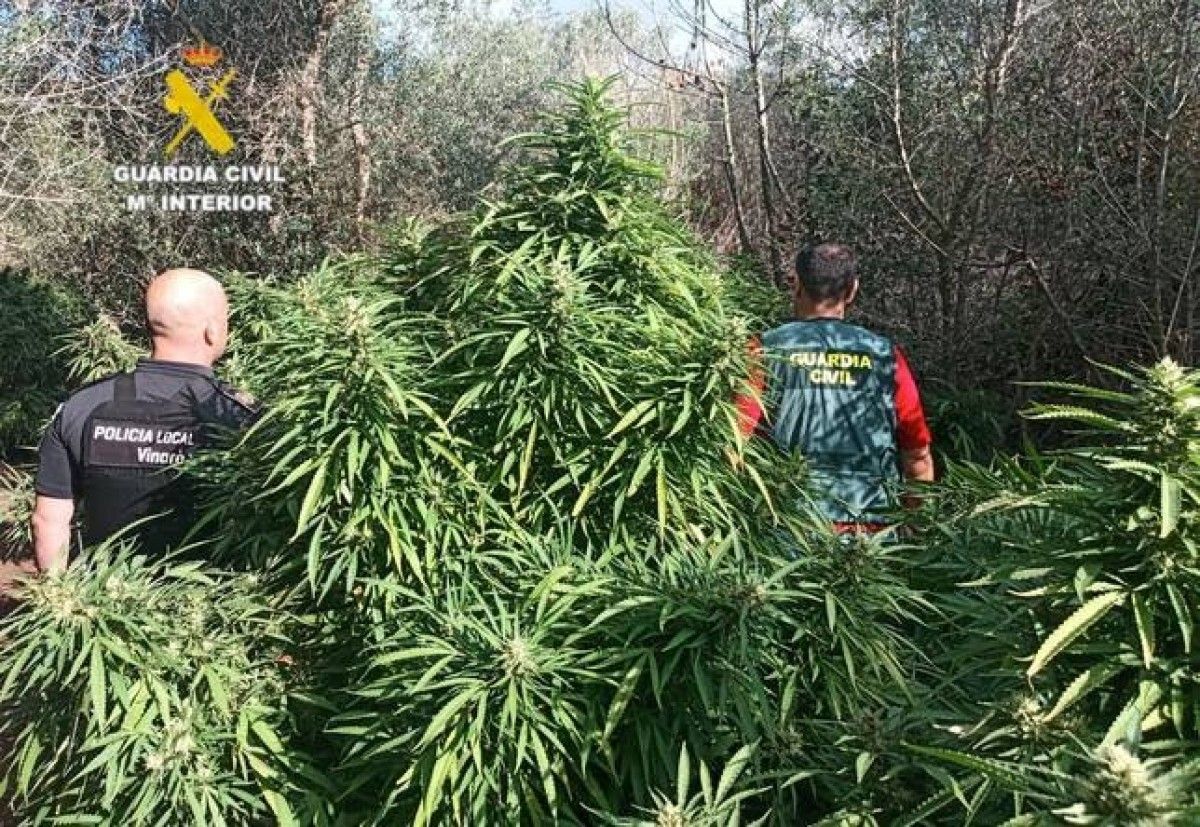 Els agents al camp de Vinaròs on van interceptar les plantes de marihuana