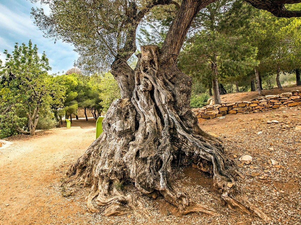 Una de les oliveres monumentals de l'ermita del Remei que s'han inventariat.