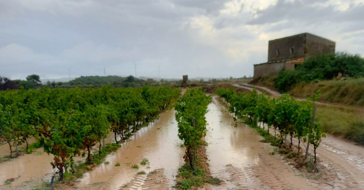 La calamarsa i els forts ruixats van malmetre gran  part de la collita de la vinya a Batea