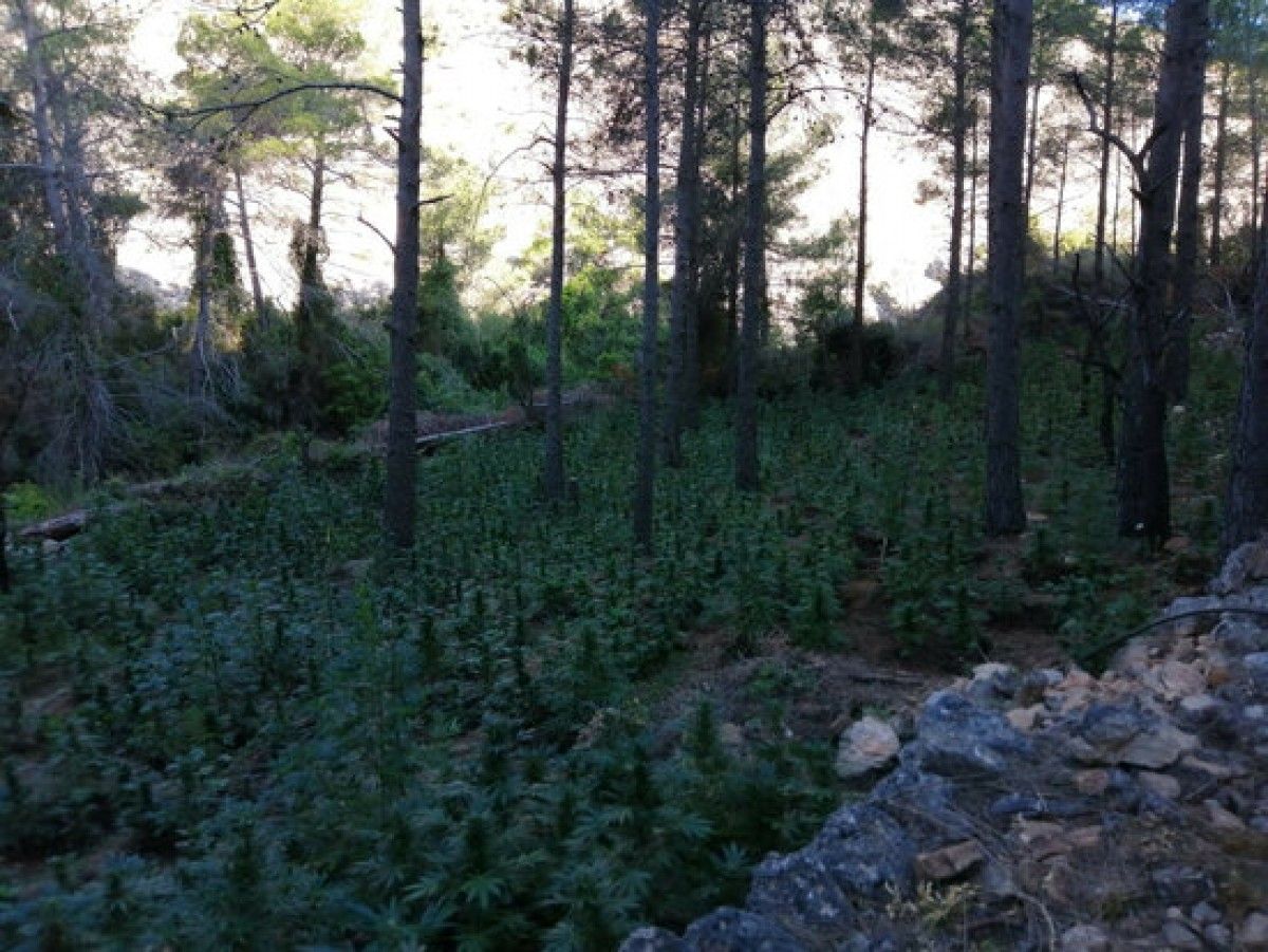 Pla general de les plantes de marihuana localitzades en una zona de difícil accés d'Horta de Sant Joan. 