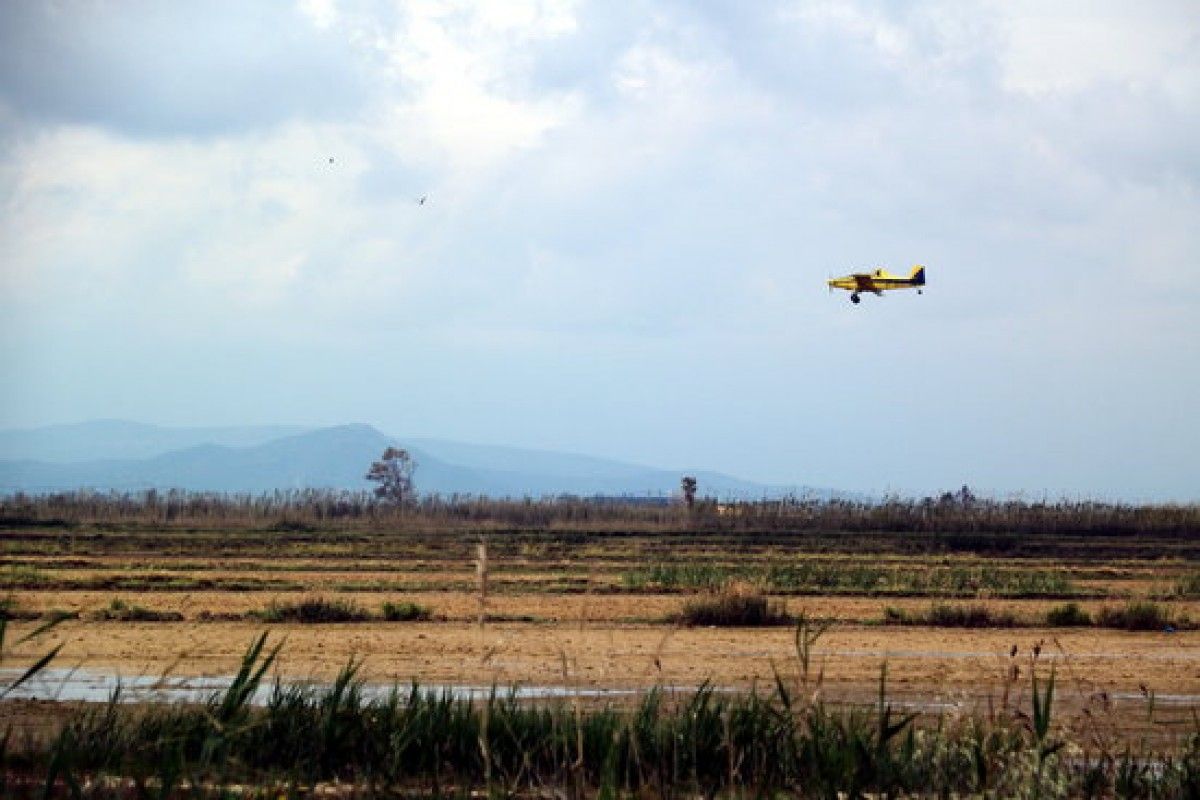 El COPATE actua sobre 400 hectàrees del Delta per combatre les larves de mosquit