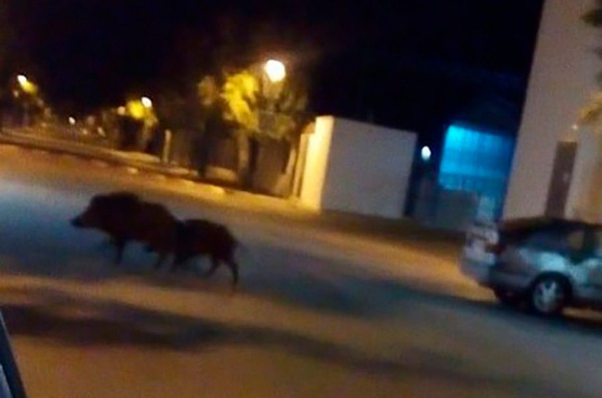 Els dos animals passejant pels carrers de Santa Bàrbara.