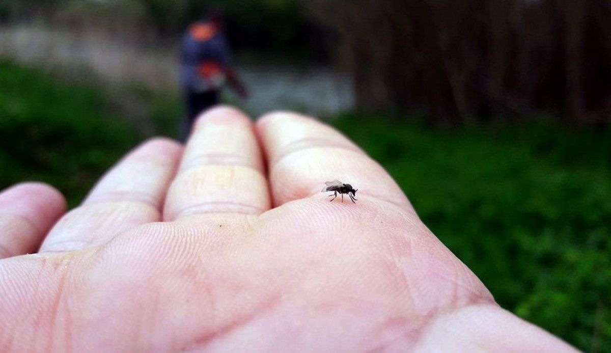 La mosca negra diposita les seves larves als macròfits del riu.