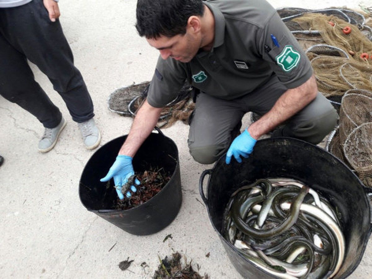 Un agent rural amb les anguiles capturades furtivament a Deltebre