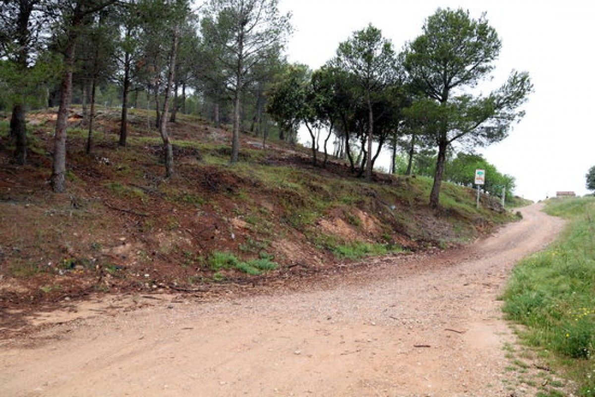 Pla general d'una bosc aclarit, prop d'un camí, a Gandesa