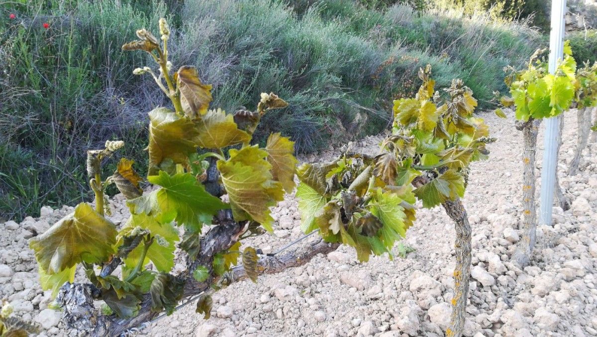 Detall de les fulles de les vinyes afectades per la gelada a la zona de la Vall Major de Batea