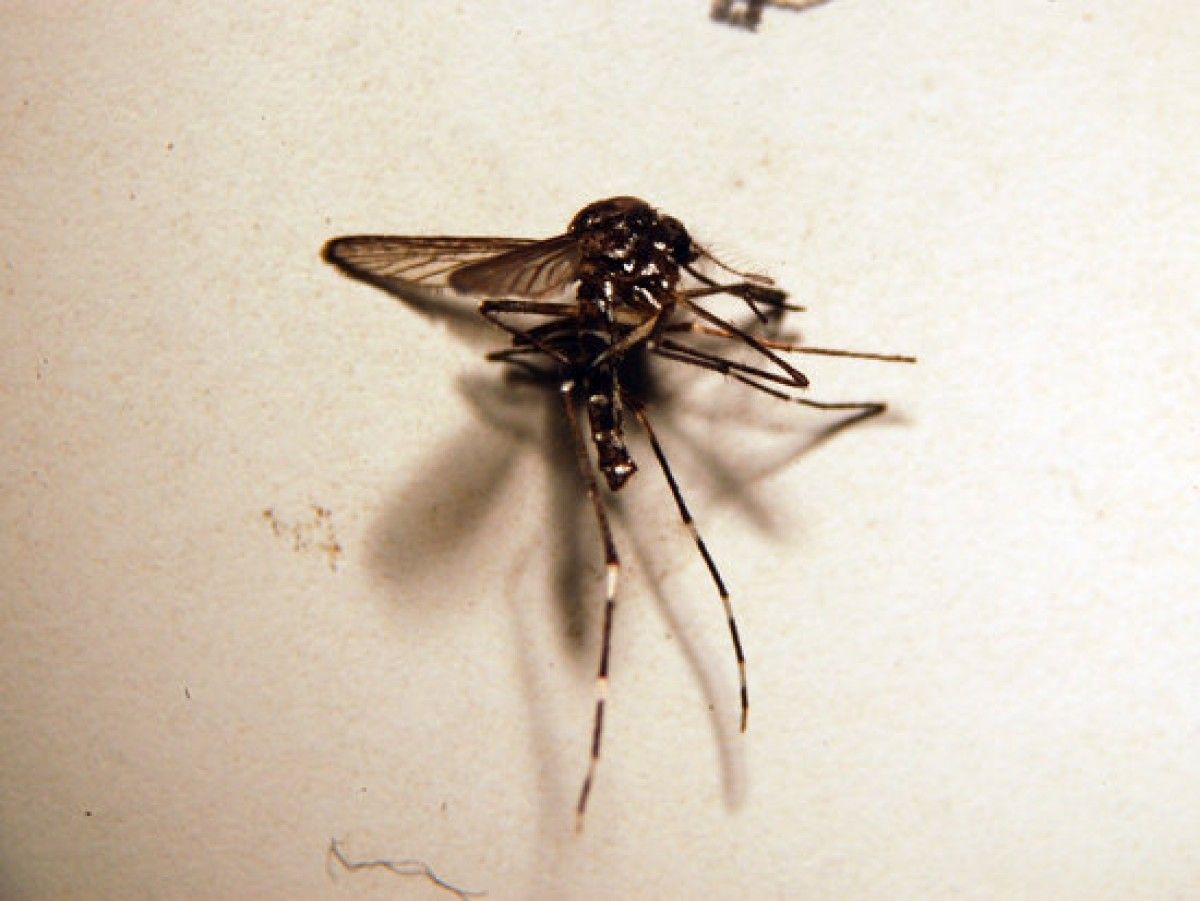 Imatge d'un exemplar de mosquit tigre vist a través del microscopi
