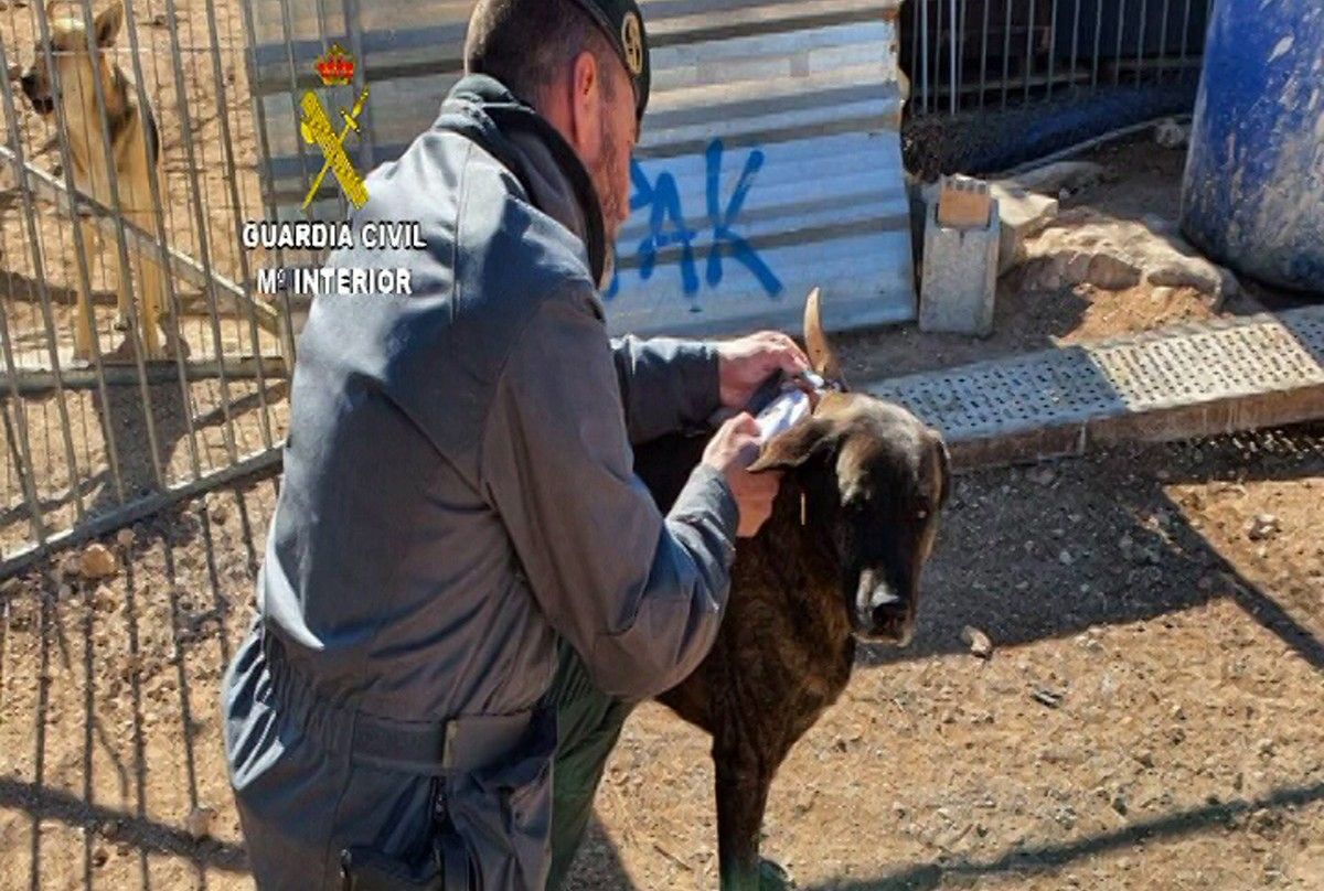 Un agent de la Guàrdia Civil amb un gos en una protectora d'animals del Baix Ebre.