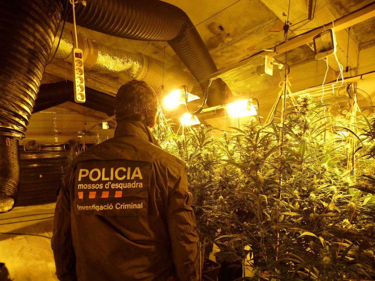 Plantació de Marihuana a Ulldecona 