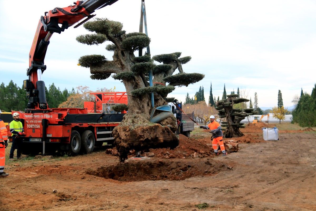 Els operaris replanten a Godall una olivera monumental rescatada d'un viver  