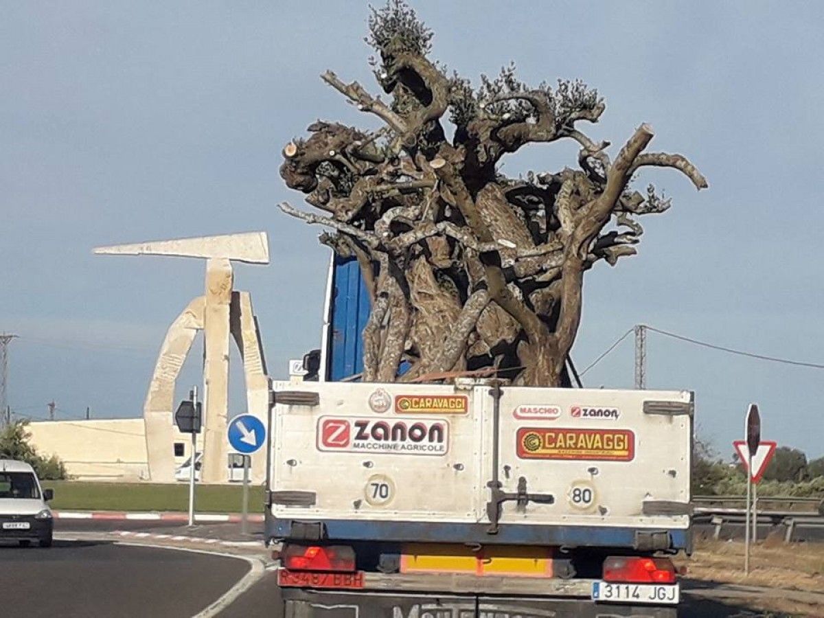 Un camió enduent-se oliveres monumentals d’una finca d’Amposta