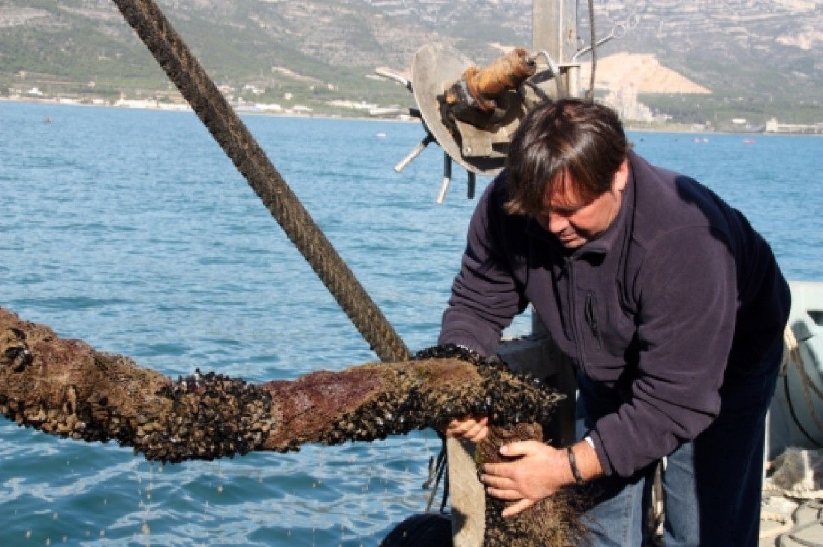Miquel Carles traginant amb les cordes carregades de cria de musclo a mar obert