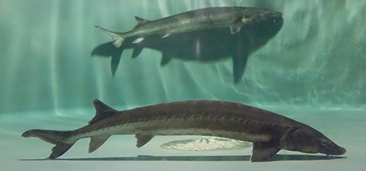 Els darrers exemplars d'esturió europeu del riu Ebre van ser capturats la dècada de 1970, des d'aleshores es considera extingit