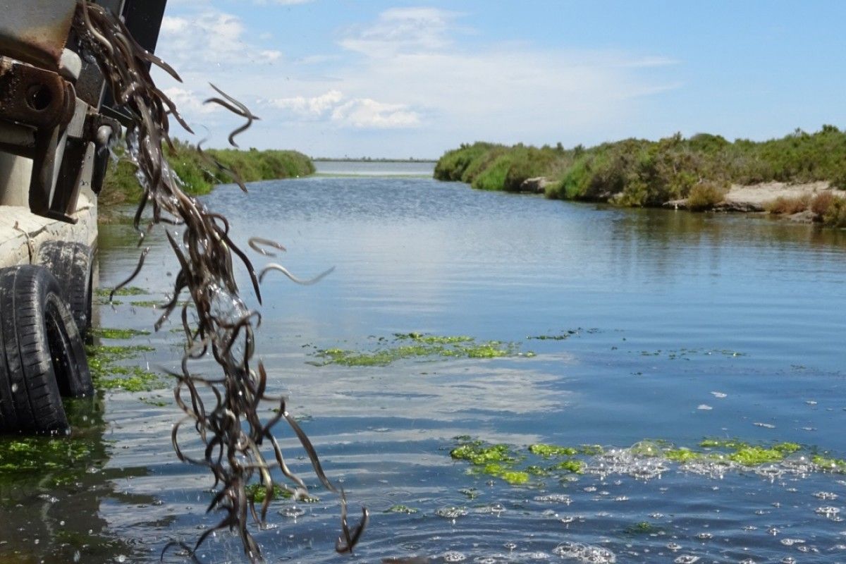 Les anguiles juvenils s'han alliberat en diferents llacunes del delta.