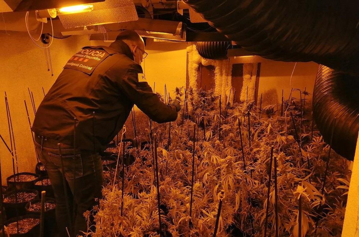 En l'operatiu s'han intervingut 626 plantes de marihuana i 47 kilograms de cabdells