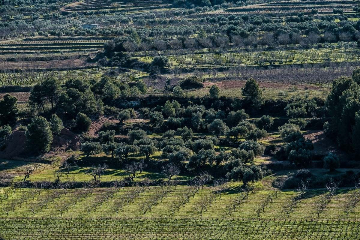 Vinyes, ametllers i oliveres, paisatge Terra Alta