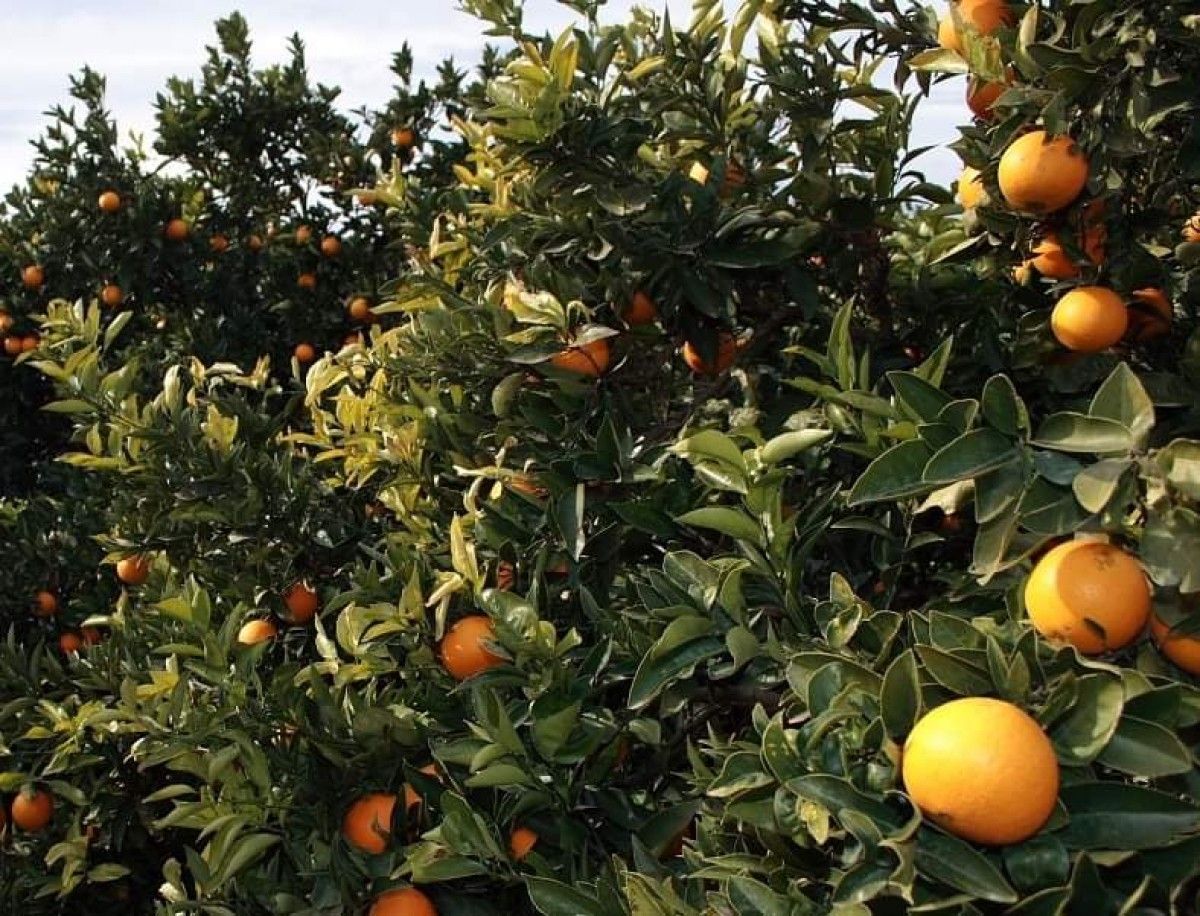 Unió de Pagesos denuncia que la mitjana del preu de la taronja navel és fins a un 47% menor que el de l’any passat, sobretot pel retard en la comercialització i la competència inicial amb la de Sud-àfrica.    