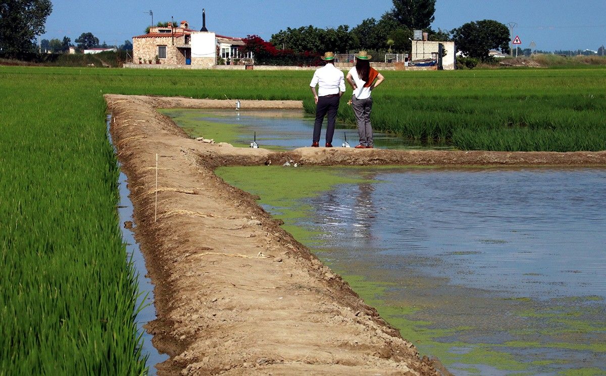 Dos científics observant els camps experimentals amb les noves varietats d'arròs més resistents a la sal que es proven prop de l'estació de l'IRTA a Amposta. 