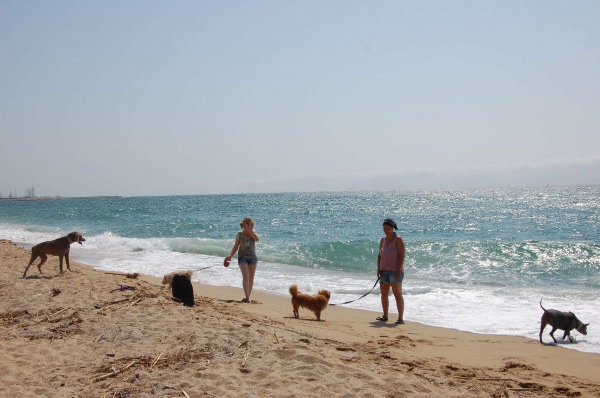 Debat a les xarxes sobre la presència de gossos a la platja d'Eucaliptus