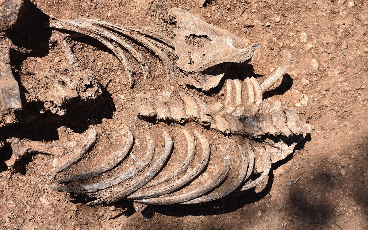 Esquelet localitzat en una fossa de la Guerra Civil a Benifallet